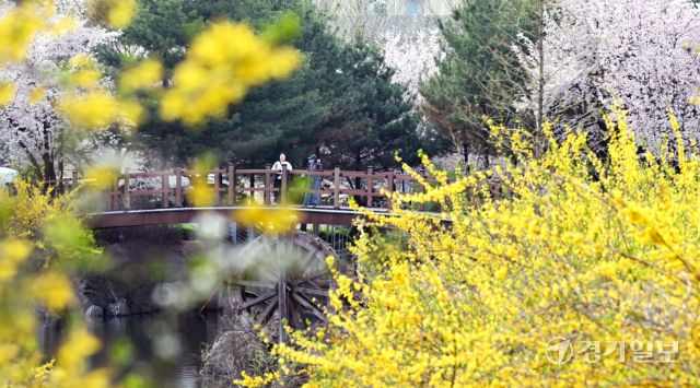 인천 낮 최고 기온이 19.4 도까지 올라 포근한 날씨를 보인 16일 인천시 부평구 만월로 인근 근린공원을 찾은 개나리와 벚꽃이 만개한 산책로를 거닐며 봄기운을 만끽하고 있다.