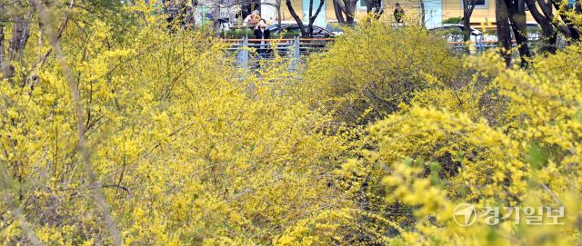 인천 낮 최고 기온이 19.4 도까지 올라 포근한 날씨를 보인 16일 인천시 부평구 만월로 인근 근린공원을 찾은 개나리와 벚꽃이 만개한 산책로를 거닐며 봄기운을 만끽하고 있다.