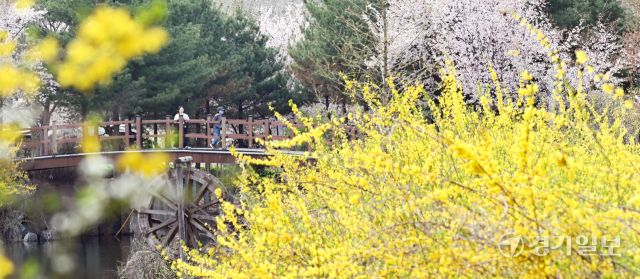 인천 낮 최고 기온이 19.4 도까지 올라 포근한 날씨를 보인 16일 인천시 부평구 만월로 인근 근린공원을 찾은 개나리와 벚꽃이 만개한 산책로를 거닐며 봄기운을 만끽하고 있다.