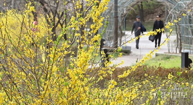 인천 낮 최고 기온이 19.4 도까지 올라 포근한 날씨를 보인 16일 인천시 부평구 만월로 인근 근린공원을 찾은 개나리와 벚꽃이 만개한 산책로를 거닐며 봄기운을 만끽하고 있다.