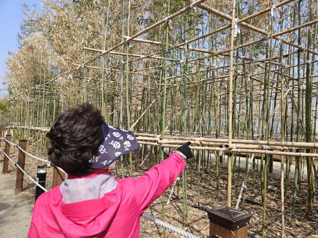 한 주민이 안성천 아롱개문화공원 바람길숲의 고사된 것으로 보이는 대나무들을 가리키고 있다. 박석원기자