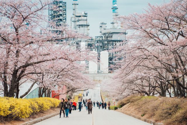 SK인천석유화학이 개방하는 벚꽃동산 산책로 풍경. SK인천석유화학