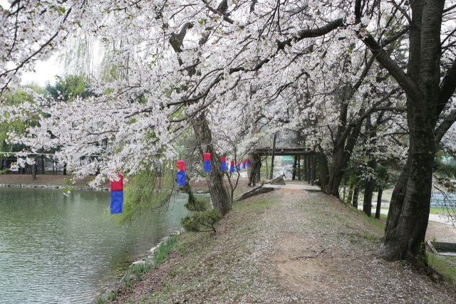 지난해 4월 가평군 청평면 옛 중앙내수면연구소에 벚꽃이 활짝 피어 있는 모습. 가평군 제공