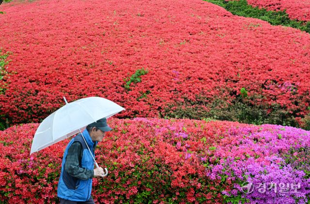 경기도 등 전국에 비가 내린 22일 오전 수원특례시 팔달구 수원월드컵경기장 주변에서 울긋불긋 만개한 철쭉 사이로 우산 쓴 시민이 걷고 있다. 김시범기자
