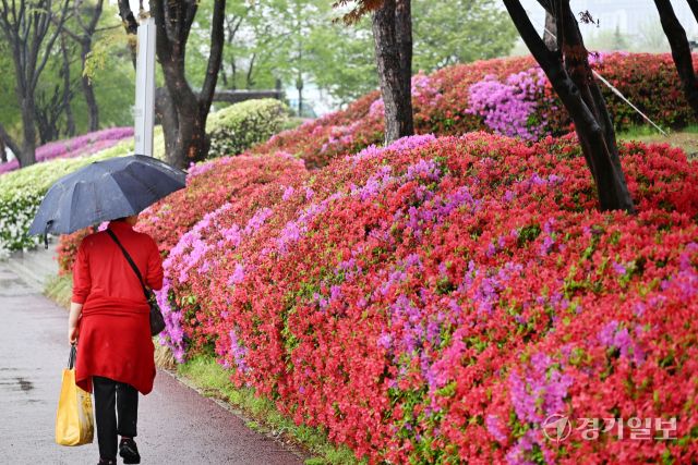 경기도 등 전국에 비가 내린 22일 오전 수원특례시 팔달구 수원월드컵경기장 주변에서 울긋불긋 만개한 철쭉 사이로 우산 쓴 시민이 걷고 있다. 김시범기자