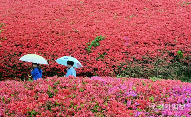 경기도 등 전국에 비가 내린 22일 오전 수원특례시 팔달구 수원월드컵경기장 주변에서 울긋불긋 만개한 철쭉 사이로 우산 쓴 시민이 걷고 있다. 김시범기자