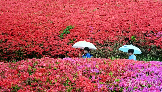 경기도 등 전국에 비가 내린 22일 오전 수원특례시 팔달구 수원월드컵경기장 주변에서 울긋불긋 만개한 철쭉 사이로 우산 쓴 시민이 걷고 있다. 김시범기자