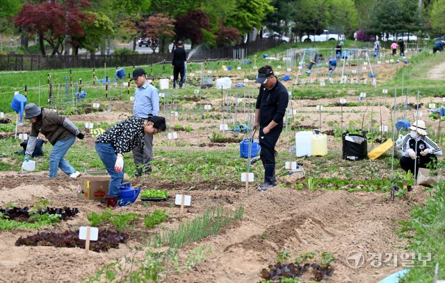 27일 오전 본격적인 농사철을 맞아 수원특례시 탑동시민농장을 찾은 시민들이 상추, 고추 등 다양한 모종을 심고 있다. 김시범기자
