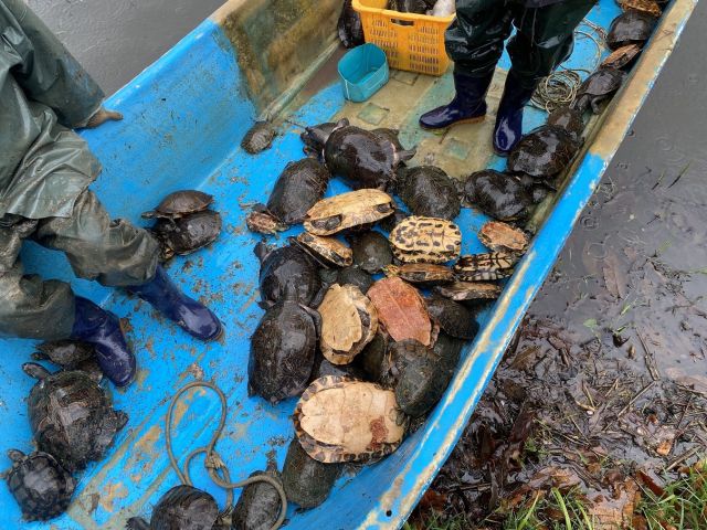 안산시 관계자가 화랑유원지 내 저수지에서 포획한 외래 생태교란종인 붉은귀거북. 안산시 제공