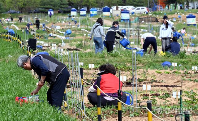 27일 오전 본격적인 농사철을 맞아 수원특례시 탑동시민농장을 찾은 시민들이 상추, 고추 등 다양한 모종을 심고 있다. 김시범기자
