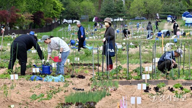 27일 오전 본격적인 농사철을 맞아 수원특례시 탑동시민농장을 찾은 시민들이 상추, 고추 등 다양한 모종을 심고 있다. 김시범기자