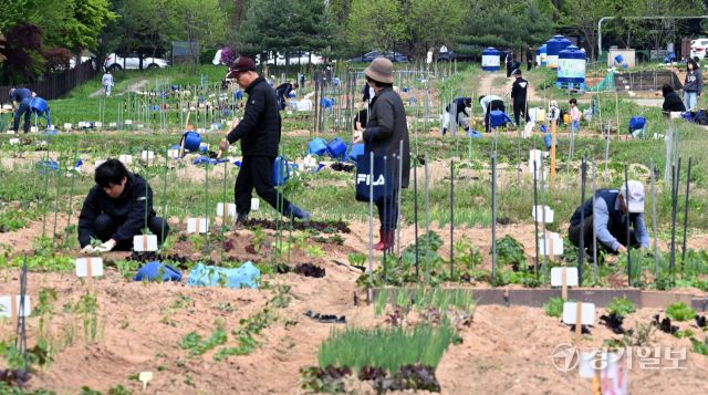 27일 오전 본격적인 농사철을 맞아 수원특례시 탑동시민농장을 찾은 시민들이 상추, 고추 등 다양한 모종을 심고 있다. 김시범기자