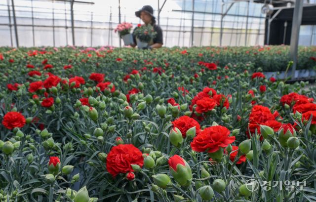 가정의 달인 5월을 앞둔 29일 오전 용인특례시 처인구 남사읍 한 화훼농원에서 관계자가 카네이션 출하 작업을 하고 있다. 윤원규기자