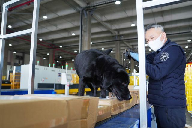 마약탐지견 ‘이프’가 인천세관 특송물류센터에서 특송화물을 수색하고 있다. 인천세관 제공