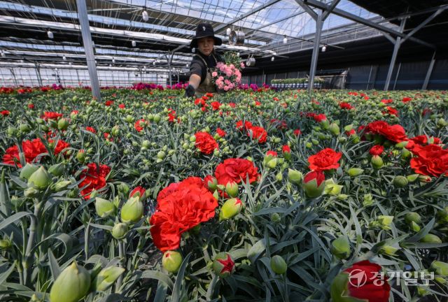 가정의 달인 5월을 앞둔 29일 오전 용인특례시 처인구 남사읍 한 화훼농원에서 관계자가 카네이션 출하 작업을 하고 있다. 관계자는 “지난 겨울 무너졌던 온실을 복원해 카네이션을 출하해서 기쁘다”고 밝혔다. 윤원규기자