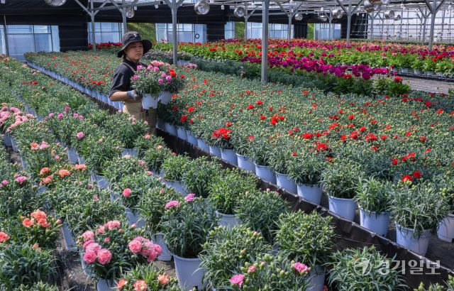 가정의 달인 5월을 앞둔 29일 오전 용인특례시 처인구 남사읍 한 화훼농원에서 관계자가 카네이션 출하 작업을 하고 있다. 윤원규기자