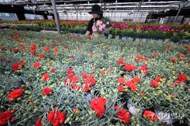 가정의 달인 5월을 앞둔 29일 오전 용인특례시 처인구 남사읍 한 화훼농원에서 관계자가 카네이션 출하 작업을 하고 있다. 윤원규기자