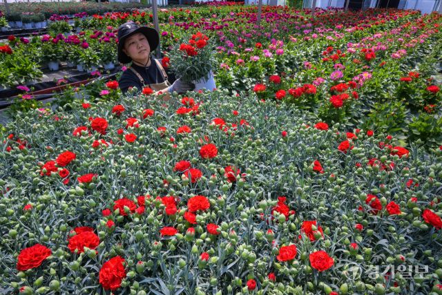 가정의 달인 5월을 앞둔 29일 오전 용인특례시 처인구 남사읍 한 화훼농원에서 관계자가 카네이션 출하 작업을 하고 있다. 윤원규기자