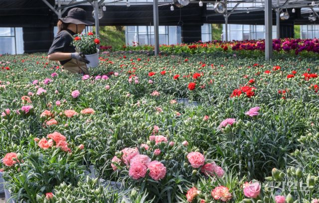 가정의 달인 5월을 앞둔 29일 오전 용인특례시 처인구 남사읍 한 화훼농원에서 관계자가 카네이션 출하 작업을 하고 있다. 윤원규기자