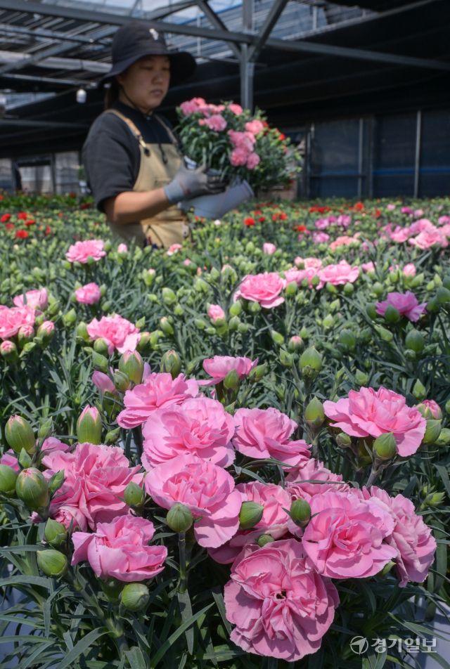 가정의 달인 5월을 앞둔 29일 오전 용인특례시 처인구 남사읍 한 화훼농원에서 관계자가 카네이션 출하 작업을 하고 있다. 윤원규기자