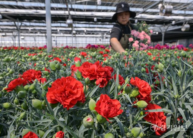가정의 달인 5월을 앞둔 29일 오전 용인특례시 처인구 남사읍 한 화훼농원에서 관계자가 카네이션 출하 작업을 하고 있다. 윤원규기자