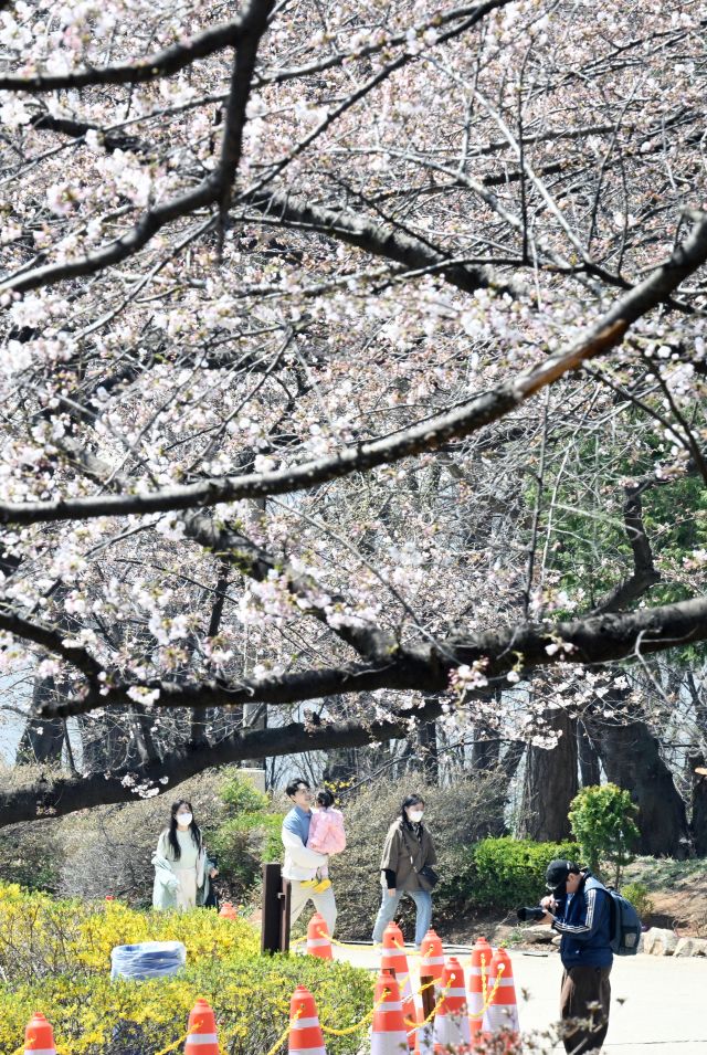 8일 인천 서구 SK인천석유화학 벚꽃동산을 찾은 시민들이 산책로를 걸으며 봄을 만끽하고 있다.조병석기자