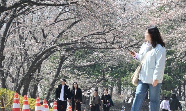 8일 인천 서구 SK인천석유화학 벚꽃동산을 찾은 시민들이 산책로를 걸으며 봄을 만끽하고 있다.조병석기자