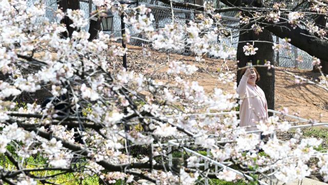 8일 인천 서구 SK인천석유화학 벚꽃동산을 찾은 시민들이 산책로를 걸으며 봄을 만끽하고 있다.조병석기자