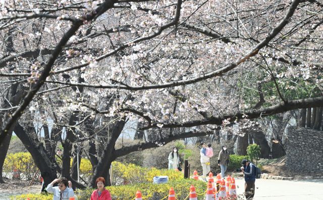 8일 인천 서구 SK인천석유화학 벚꽃동산을 찾은 시민들이 산책로를 걸으며 봄을 만끽하고 있다.조병석기자