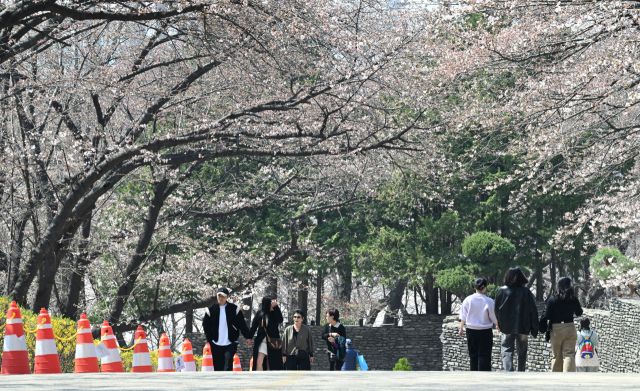 8일 인천 서구 SK인천석유화학 벚꽃동산을 찾은 시민들이 산책로를 걸으며 봄을 만끽하고 있다.조병석기자