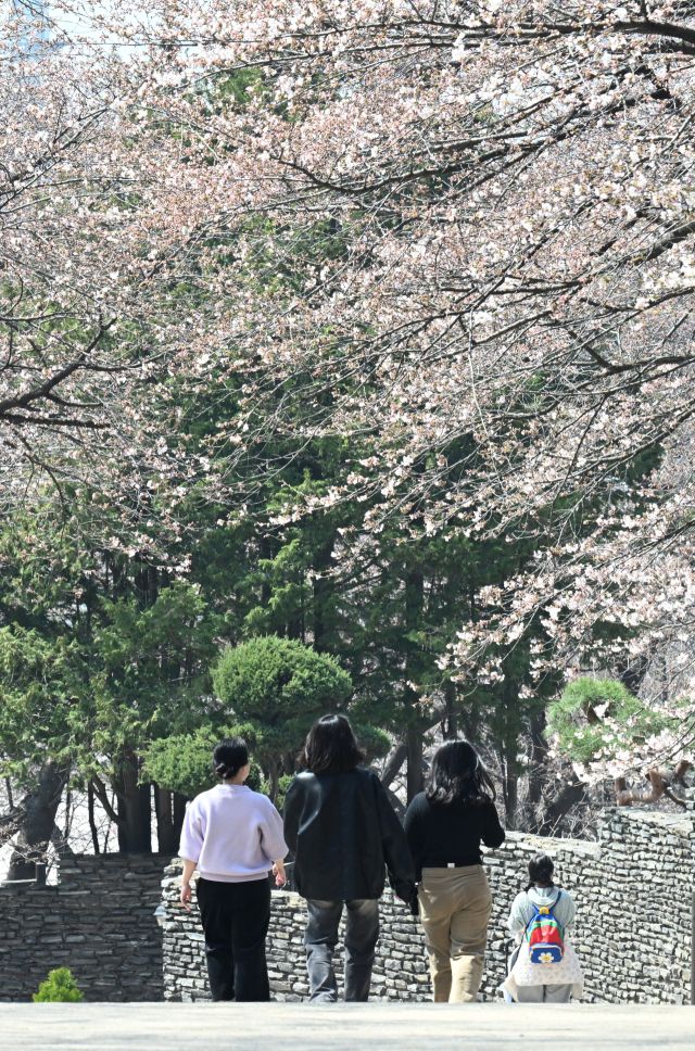 8일 인천 서구 SK인천석유화학 벚꽃동산을 찾은 시민들이 산책로를 걸으며 봄을 만끽하고 있다.조병석기자