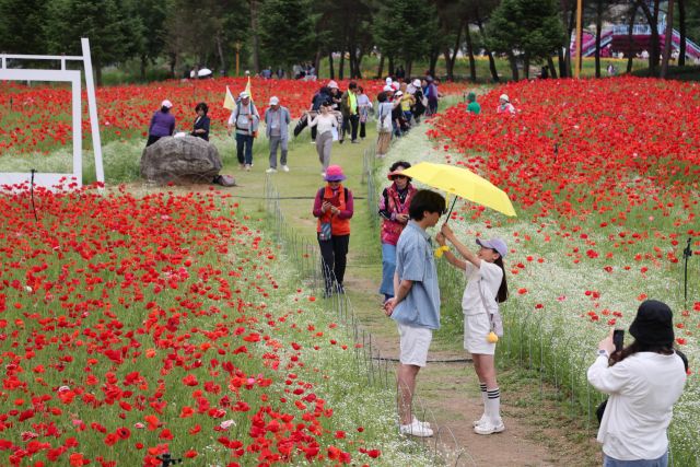 지난해 열린 자라섬 꽃 페스타 모습. 가평군 제공