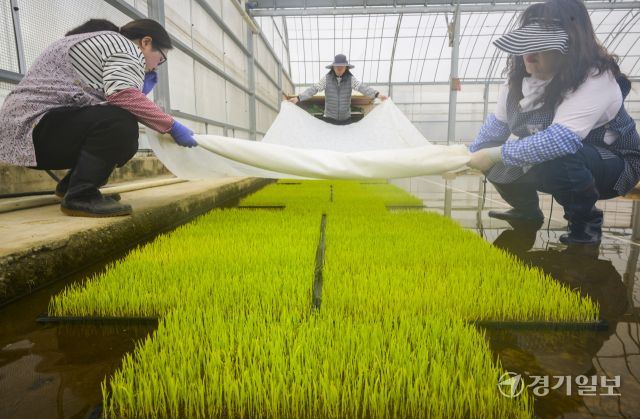 9일 오전 수원특례시 권선구 농촌진흥청 국립식량과학원 중부작물부 작물연구동에서 관계자들이 본격적인 벼농사를 앞두고 육묘 작업을 하고 있다. 농촌진흥청은 안정적인 쌀 생산을 위해 벼 키다리병과 벼잎선충 등 병해충 예방을 위해 종자 선별부터 소독과 올바른 모 기르기 방법의 중요성을 강조했다. 윤원규기자