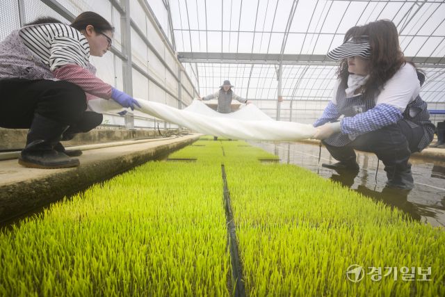 9일 오전 수원특례시 권선구 농촌진흥청 국립식량과학원 중부작물부 작물연구동에서 관계자들이 본격적인 벼농사를 앞두고 육묘 작업을 하고 있다. 농촌진흥청은 안정적인 쌀 생산을 위해 벼 키다리병과 벼잎선충 등 병해충 예방을 위해 종자 선별부터 소독과 올바른 모 기르기 방법의 중요성을 강조했다. 윤원규기자