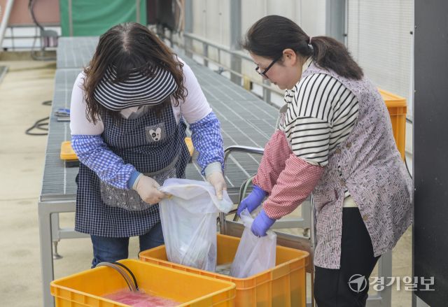 9일 오전 수원특례시 권선구 농촌진흥청 국립식량과학원 중부작물부 작물연구동에서 관계자들이 본격적인 벼농사를 앞두고 육묘 작업을 하고 있다. 농촌진흥청은 안정적인 쌀 생산을 위해 벼 키다리병과 벼잎선충 등 병해충 예방을 위해 종자 선별부터 소독과 올바른 모 기르기 방법의 중요성을 강조했다. 윤원규기자