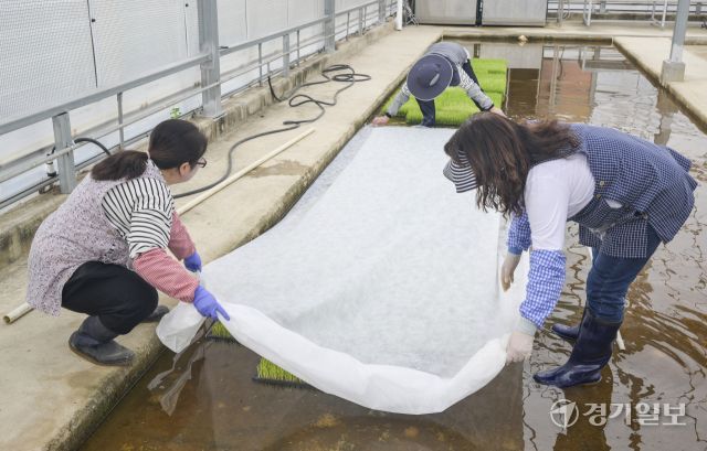 9일 오전 수원특례시 권선구 농촌진흥청 국립식량과학원 중부작물부 작물연구동에서 관계자들이 본격적인 벼농사를 앞두고 육묘 작업을 하고 있다. 농촌진흥청은 안정적인 쌀 생산을 위해 벼 키다리병과 벼잎선충 등 병해충 예방을 위해 종자 선별부터 소독과 올바른 모 기르기 방법의 중요성을 강조했다. 윤원규기자
