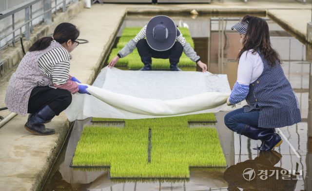 9일 오전 수원특례시 권선구 농촌진흥청 국립식량과학원 중부작물부 작물연구동에서 관계자들이 본격적인 벼농사를 앞두고 육묘 작업을 하고 있다. 농촌진흥청은 안정적인 쌀 생산을 위해 벼 키다리병과 벼잎선충 등 병해충 예방을 위해 종자 선별부터 소독과 올바른 모 기르기 방법의 중요성을 강조했다. 윤원규기자