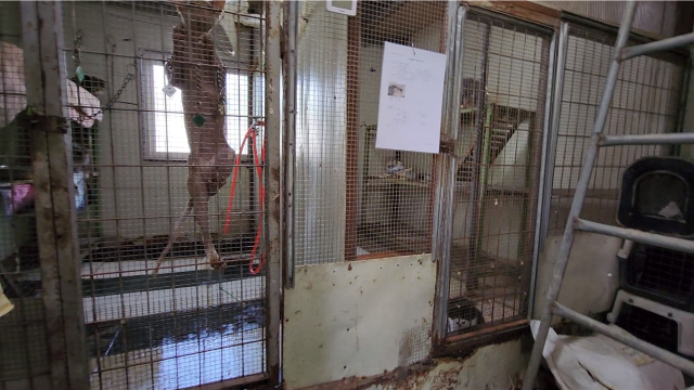 인천 계양구 다남동에 있는 인천수의사회 보호소의 ‘고양이 사육장’에서 청소도 하지 않고 녹이 잔뜩 슨 커다란 철창 안에 고양이 7~8마리가 가둬져 있다. 박귀빈기자