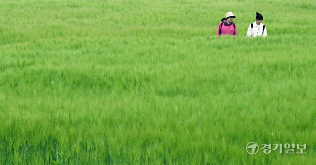 주말인 11일 인천대공원을 찾은 방문객들이 초록으로 물든 청보리밭을 거닐며 휴식을 취하고 있다. 조병석기자