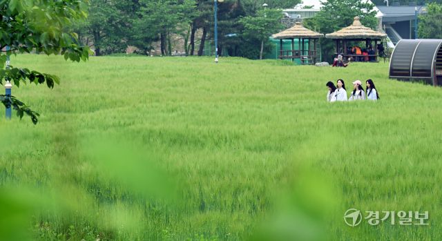 주말인 11일 인천대공원을 찾은 방문객들이 초록으로 물든 청보리밭을 거닐며 휴식을 취하고 있다. 조병석기자