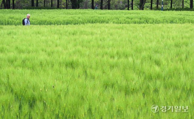 주말인 11일 인천대공원을 찾은 방문객들이 초록으로 물든 청보리밭을 거닐며 휴식을 취하고 있다. 조병석기자