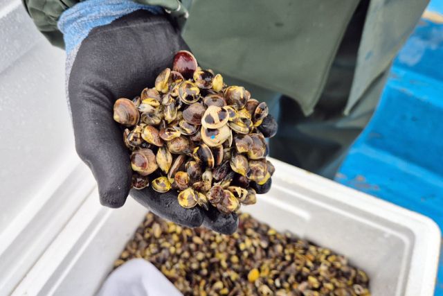 인천 옹진군은 최근 북도면과 덕적면, 자월면 면허어장 안 어업인 소득 증대를 위해 고부가가치 품종인 백합과 가무락 인공종자 총 81만마리를 방류했다. 군 제공