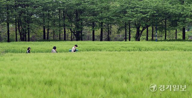 주말인 11일 인천대공원을 찾은 방문객들이 초록으로 물든 청보리밭을 거닐며 휴식을 취하고 있다. 조병석기자