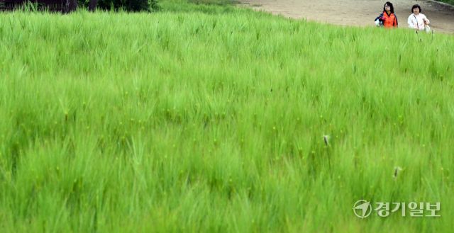 주말인 11일 인천대공원을 찾은 방문객들이 초록으로 물든 청보리밭을 거닐며 휴식을 취하고 있다. 조병석기자