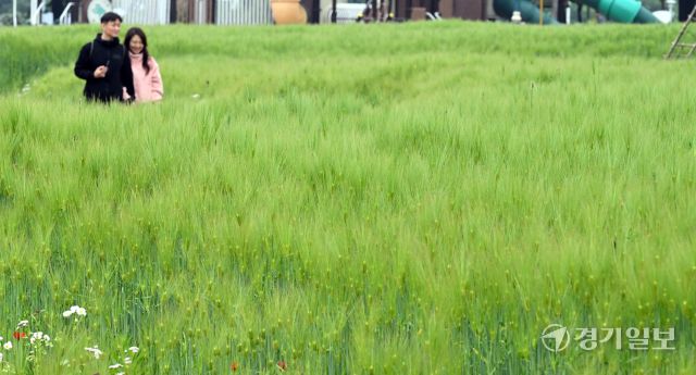 주말인 11일 인천대공원을 찾은 방문객들이 초록으로 물든 청보리밭을 거닐며 휴식을 취하고 있다. 조병석기자