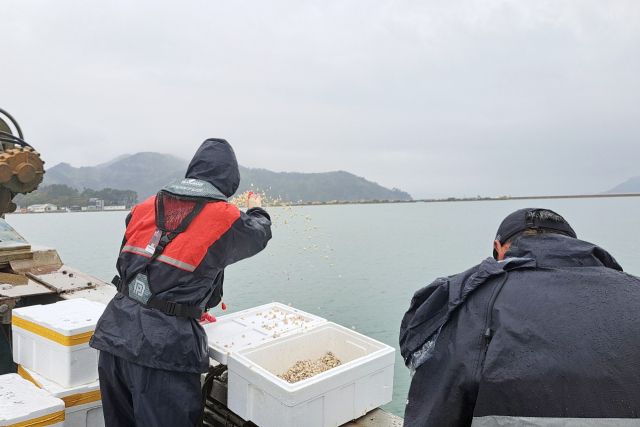 인천 옹진군은 최근 북도면과 덕적면, 자월면 면허어장 안 어업인 소득 증대를 위해 고부가가치 품종인 백합과 가무락 인공종자 총 81만마리를 방류했다. 군 제공