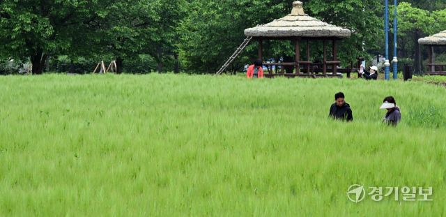 주말인 11일 인천대공원을 찾은 방문객들이 초록으로 물든 청보리밭을 거닐며 휴식을 취하고 있다. 조병석기자