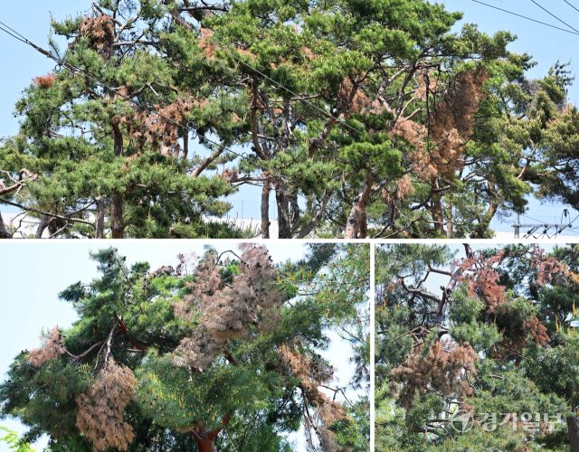 수원특례시 장안구 경기도 기념물 제19호 노송지대의 유서 깊은 소나무들 중 상당수가 부분적으로 고사하고 있어 전면적인 조사와 정비가 요구되고 있다. 노송지대에서는 지난해 11월 폭설로 많은 피해가 발생했었다. 김시범기자