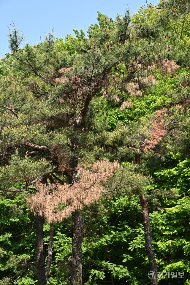 수원특례시 장안구 경기도 기념물 제19호 노송지대의 유서 깊은 소나무들 중 상당수가 부분적으로 고사하고 있어 전면적인 조사와 정비가 요구되고 있다. 노송지대에서는 지난해 11월 폭설로 많은 피해가 발생했었다. 김시범기자