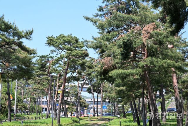 수원특례시 장안구 경기도 기념물 제19호 노송지대의 유서 깊은 소나무들 중 상당수가 부분적으로 고사하고 있어 전면적인 조사와 정비가 요구되고 있다. 노송지대에서는 지난해 11월 폭설로 많은 피해가 발생했었다. 김시범기자